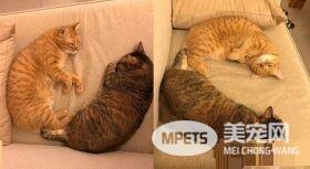 幸福的冬季来了! 虎斑猫超爱依偎奴才取暖