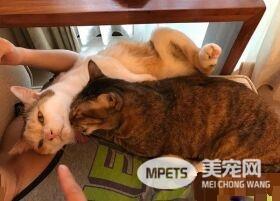 幸福的冬季来了! 虎斑猫超爱依偎奴才取暖