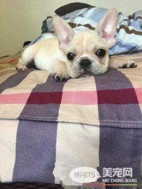 法斗偷吃爸爸的戒指 便便里找到扁掉的黄金