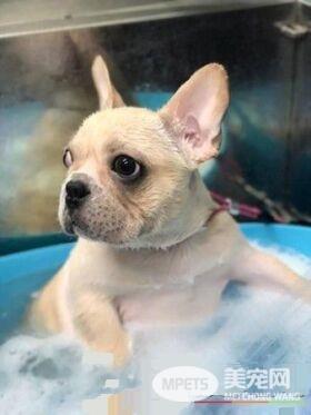 法斗偷吃爸爸的戒指 便便里找到扁掉的黄金