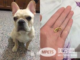 法斗偷吃爸爸的戒指 便便里找到扁掉的黄金