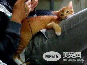 超尴尬姿势！原来公猫也能生孩子呀