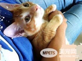 超尴尬姿势！原来公猫也能生孩子呀