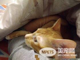 超尴尬姿势！原来公猫也能生孩子呀