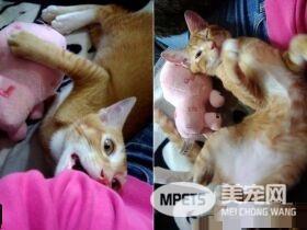 超尴尬姿势！原来公猫也能生孩子呀