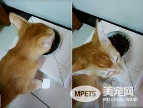 超尴尬姿势！原来公猫也能生孩子呀