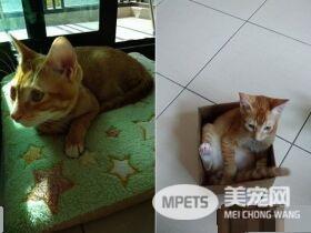 超尴尬姿势！原来公猫也能生孩子呀