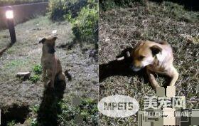 断腿米克斯不仅成钓具店镇店之宝 还会帮忙打工