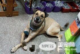 断腿米克斯不仅成钓具店镇店之宝 还会帮忙打工