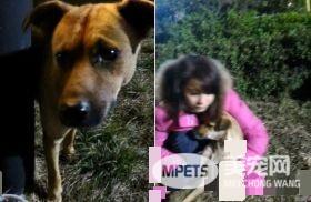 断腿米克斯不仅成钓具店镇店之宝 还会帮忙打工