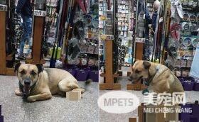 断腿米克斯不仅成钓具店镇店之宝 还会帮忙打工