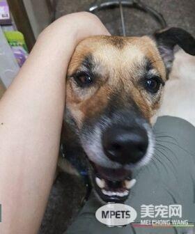 断腿米克斯不仅成钓具店镇店之宝 还会帮忙打工