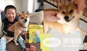 豆柴迎接爸妈反差举动 网友直呼好现实的狗