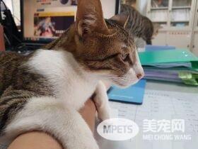 请支持本喵! 喵星人进圈票处探险表情超呆萌
