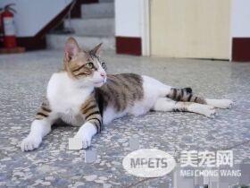 请支持本喵! 喵星人进圈票处探险表情超呆萌
