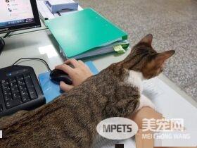 请支持本喵! 喵星人进圈票处探险表情超呆萌
