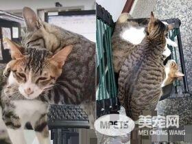 请支持本喵! 喵星人进圈票处探险表情超呆萌