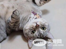 小小爱吃鬼喵星人 超注重形象完美维持身材