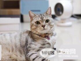 小小爱吃鬼喵星人 超注重形象完美维持身材