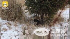 小黄狗不慎被车辆撞死 黑狗同伴陪伴久久不肯离去