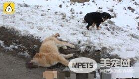 小黄狗不慎被车辆撞死 黑狗同伴陪伴久久不肯离去