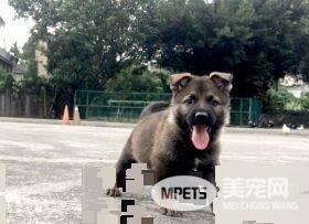 新北警犬队生力军加入！小萌汪架式十足网友全融化