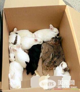 14只实验用兔被遗弃公园 目前已有好心人愿意领养