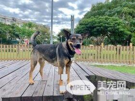 拆家米克斯叼棉花兴奋找马麻 马麻差点气晕