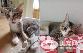 浪浪被收养前面似外星人 四个月后宛如换了只猫
