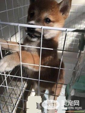 阿公吃饼干无视啊柴 啊柴气到大叫超萌的模样让人融化！