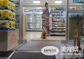 柴柴坏掉了吗？柴柴跟把拔去超商躺大厅中央