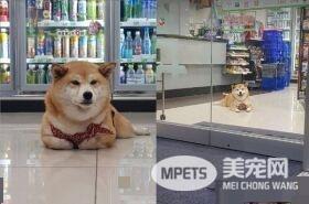 柴柴坏掉了吗？柴柴跟把拔去超商躺大厅中央