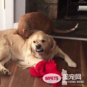 阿金被喵皇理毛又听马麻话不能打架 模样逗趣又可爱！