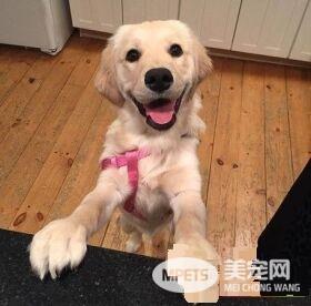 阿金被喵皇理毛又听马麻话不能打架 模样逗趣又可爱！