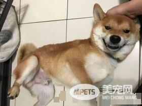 汪星人不仅想要骑大车载妹仔 还要模彷家人偷穿鞋子
