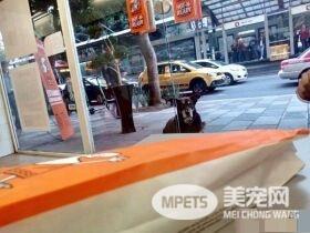 貌似流浪犬的狗狗装可怜讨吃 却被脖子上项圈出卖