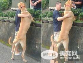 贪吃高山犬壮硕似牛 内心却是爱哭过小孩子