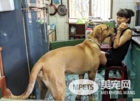 贪吃高山犬壮硕似牛 内心却是爱哭过小孩子