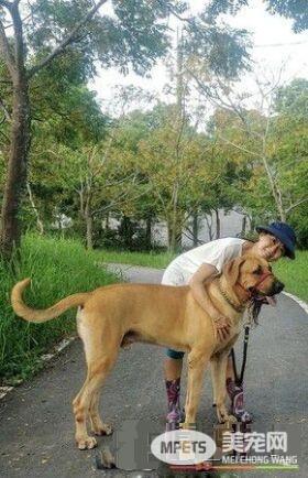 贪吃高山犬壮硕似牛 内心却是爱哭过小孩子