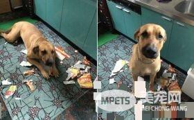 贪吃高山犬壮硕似牛 内心却是爱哭过小孩子