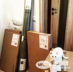 主人想认养一只猫作伴 路上遇见命中注定的好朋友