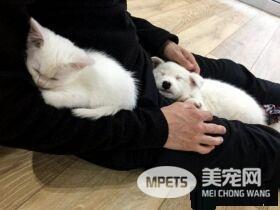 主人想认养一只猫作伴 路上遇见命中注定的好朋友