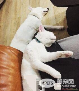 主人想认养一只猫作伴 路上遇见命中注定的好朋友
