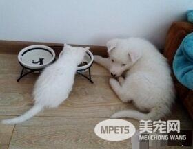主人想认养一只猫作伴 路上遇见命中注定的好朋友