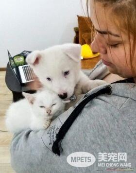 主人想认养一只猫作伴 路上遇见命中注定的好朋友