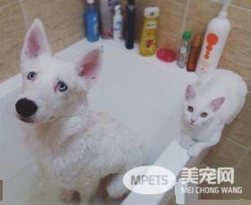 主人想认养一只猫作伴 路上遇见命中注定的好朋友