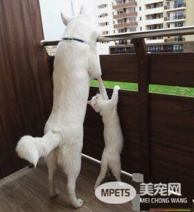 主人想认养一只猫作伴 路上遇见命中注定的好朋友
