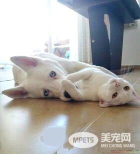 主人想认养一只猫作伴 路上遇见命中注定的好朋友