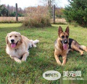 可爱友谊!加拿大两只狗狗性格互补成为好朋友