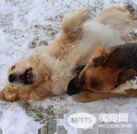 可爱友谊!加拿大两只狗狗性格互补成为好朋友